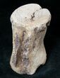 Thescelosaurus Caudal (Tail) Vertebrae #12710-2